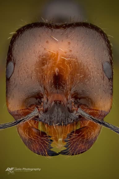 Messor barbarus photo 4