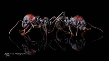Messor barbarus — worker photo 5