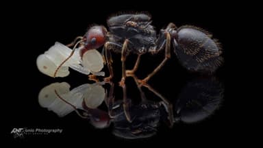 Messor barbarus photo 6