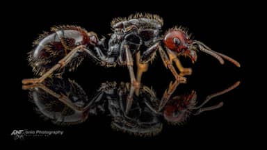 Messor barbarus photo 7