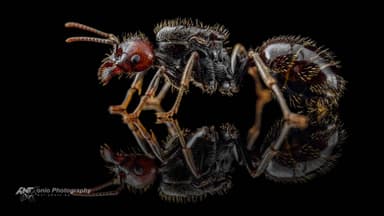 Messor barbarus photo 8