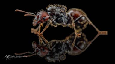 Messor barbarus photo 9