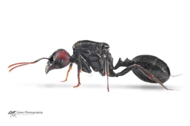 Messor barbarus photo 10
