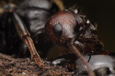 Messor barbarus photo 123