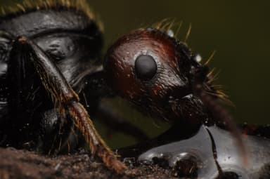 Messor barbarus photo 124