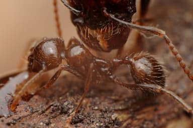Messor barbarus photo 126