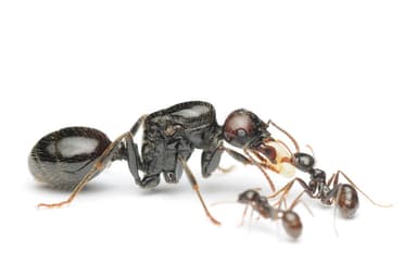 Messor barbarus photo 128