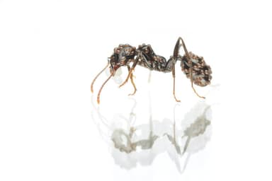 Messor barbarus photo 129