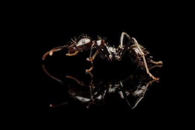 Messor barbarus photo 131