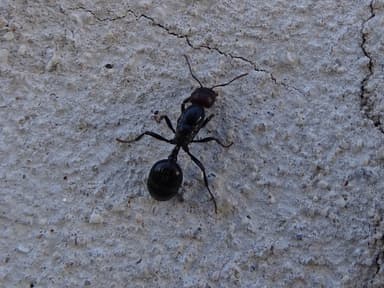 Messor barbarus photo 56