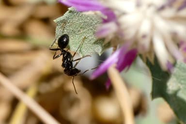 Messor barbarus photo 95