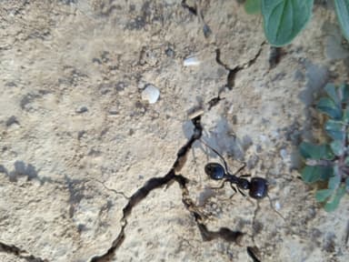 Messor barbarus photo 114