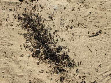 Messor barbarus photo 118