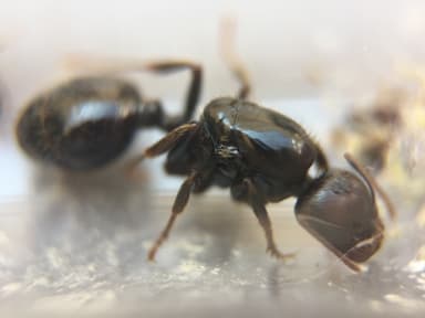 Messor barbarus photo 119