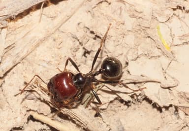 Messor barbarus photo 120