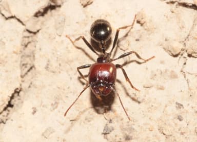 Messor barbarus photo 122