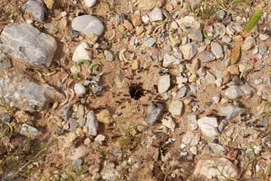 Messor barbarus — colony photo 12