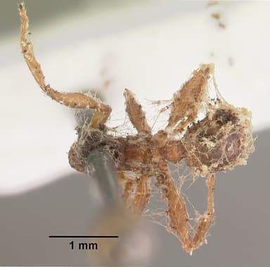 Messor barbarus — queen photo 17