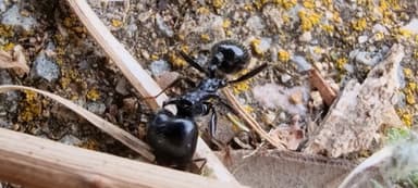 Messor capitatus — colony photo 16