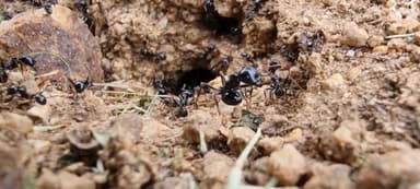 Messor capitatus — colony photo 23