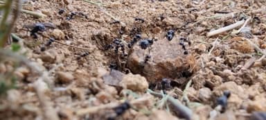 Messor capitatus — colony photo 26