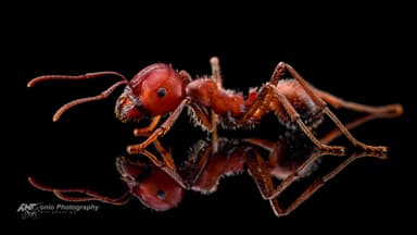 Messor cephalotes — worker photo 4