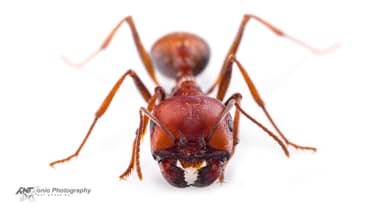 Messor cephalotes — worker photo 17