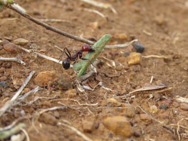 Messor cephalotes photo 19