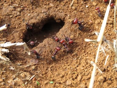 Messor cephalotes photo 21