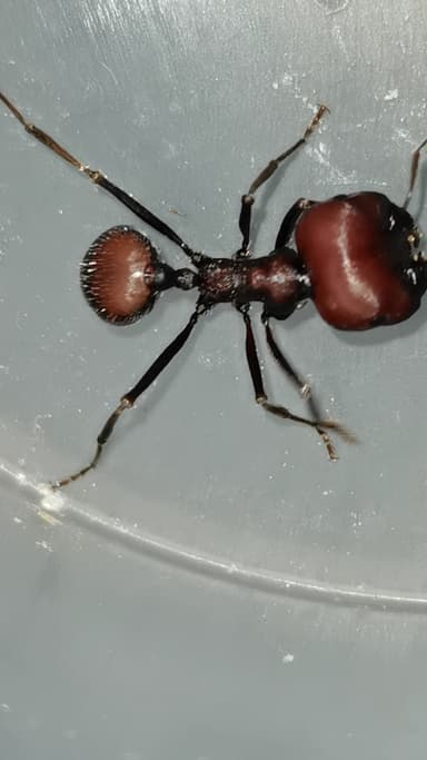 Messor cephalotes — worker photo 23