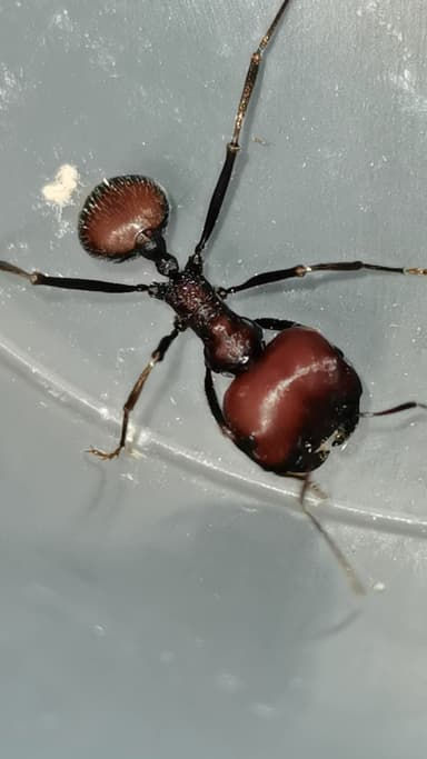 Messor cephalotes — worker photo 24