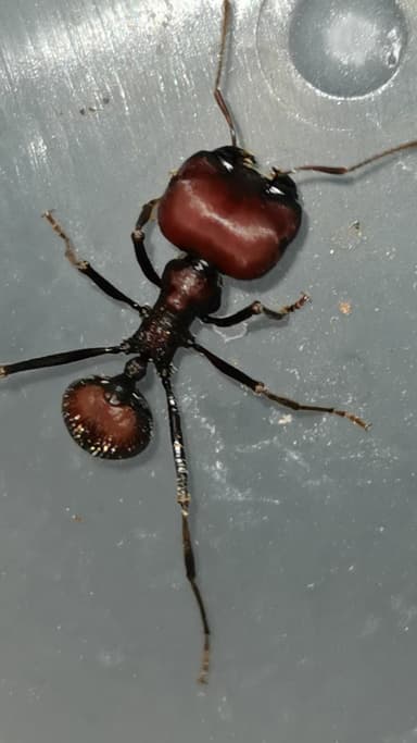 Messor cephalotes — worker photo 26