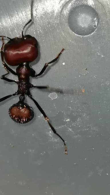 Messor cephalotes — worker photo 27