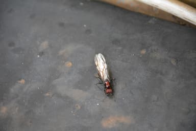 Messor cephalotes photo 30