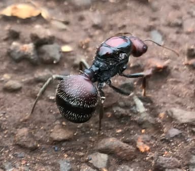 Messor cephalotes photo 32