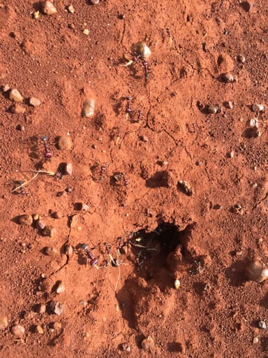 Messor cephalotes photo 34