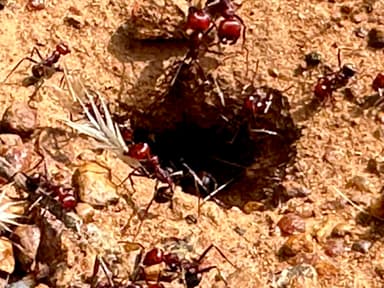 Messor cephalotes photo 35
