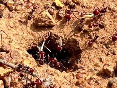 Messor cephalotes photo 36