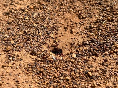 Messor cephalotes photo 37