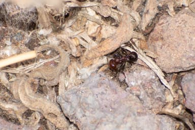 Messor cephalotes photo 38