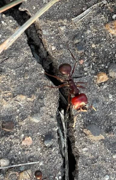Messor cephalotes photo 39
