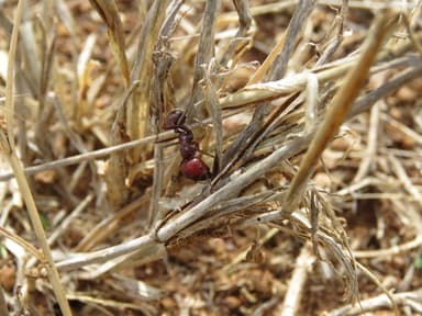 Messor cephalotes photo 41
