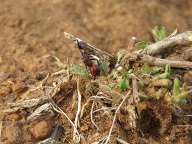 Messor cephalotes photo 42