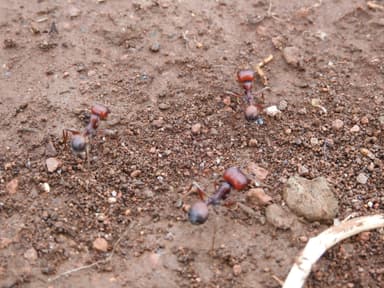 Messor cephalotes photo 44