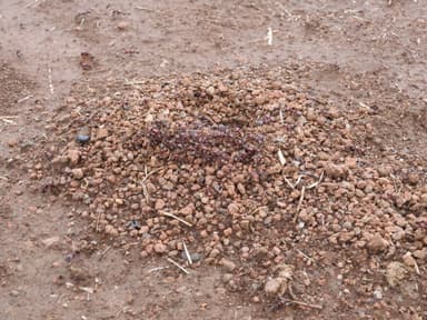 Messor cephalotes photo 46
