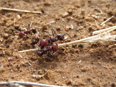 Messor cephalotes photo 47