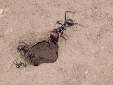 Messor cephalotes photo 49