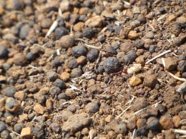 Messor cephalotes photo 52