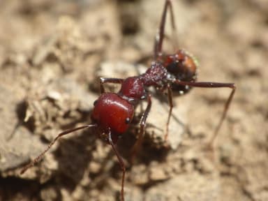 Messor cephalotes photo 54