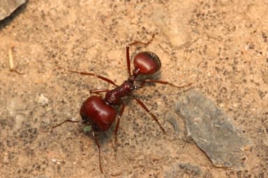 Messor cephalotes photo 55